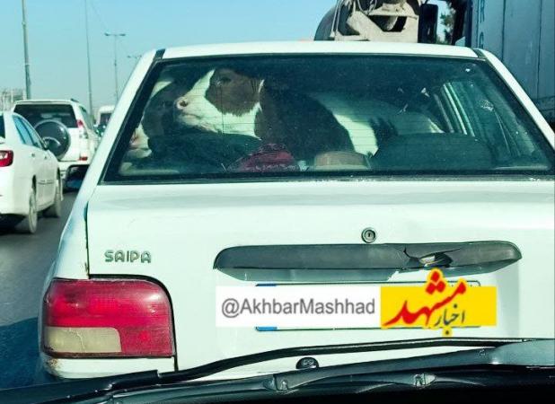 مسافری باورنکردنی در صندلی عقب یک پراید دیده شد!