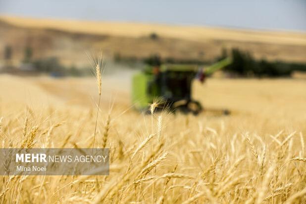 نرخ خرید تضمینی گندم ۲۹.۵۰۰ تومان تعیین شد