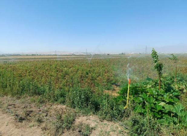 ۴۰ درصد اراضی کشاورزی ایران مجهز به آبیاری نوین است