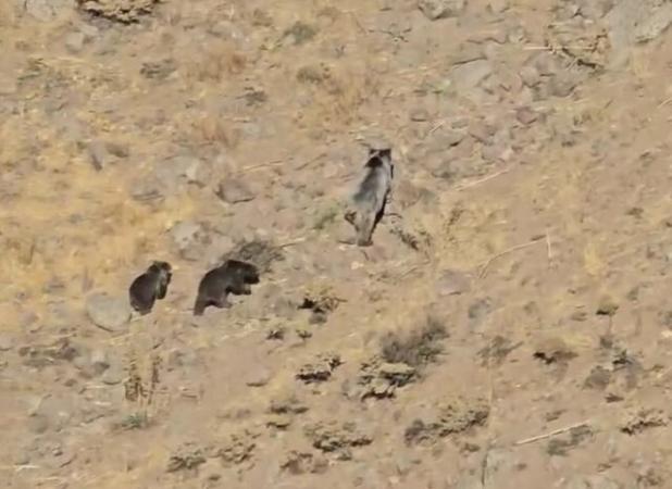 مشاهده یک قلاده خرس مادر با دو توله در مراغه