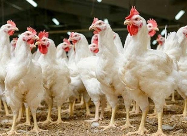 گزارش دستگاه‌های نظارتی از قصور جهاد کشاورزی درباره مرغ لاین آرین