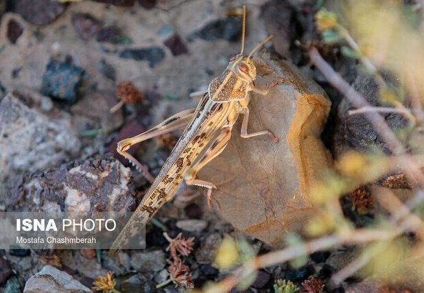 آماده‌باش هرمزگان برای مقابله با هجوم احتمالی ملخ‌های صحرایی