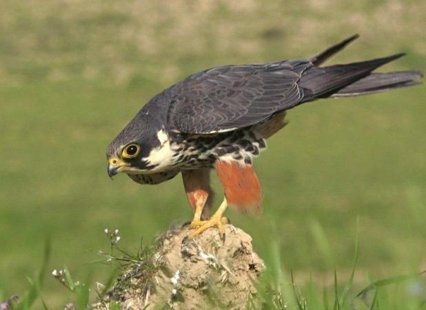 سینمای مستند "بو"دار می‌شود؟/چشمک به سیمرغ فجر از قلب روستا