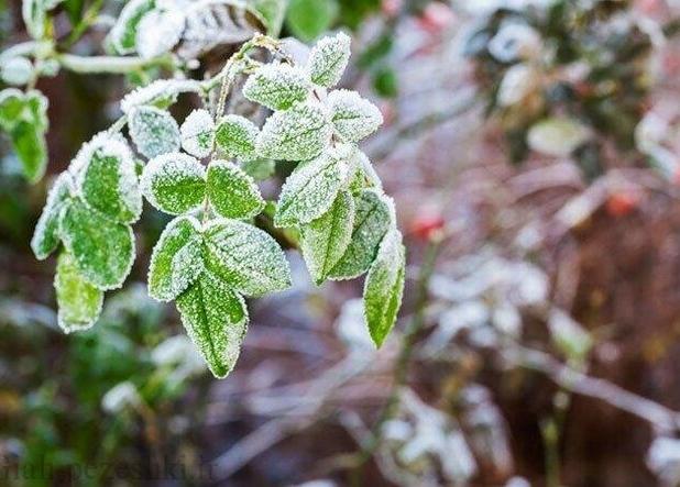 هشدار هواشناسی به کشاورزان یزدی؛ کاهش دما و ماندگاری سرمای شبانه