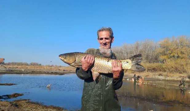 آغاز برداشت ماهیان گرمابی در پارس‌آباد