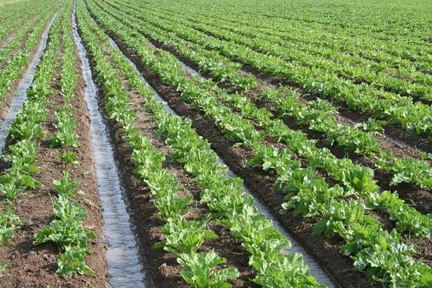 عدم پرداخت خسارت برای محصولات کشاورزی بدون بیمه 