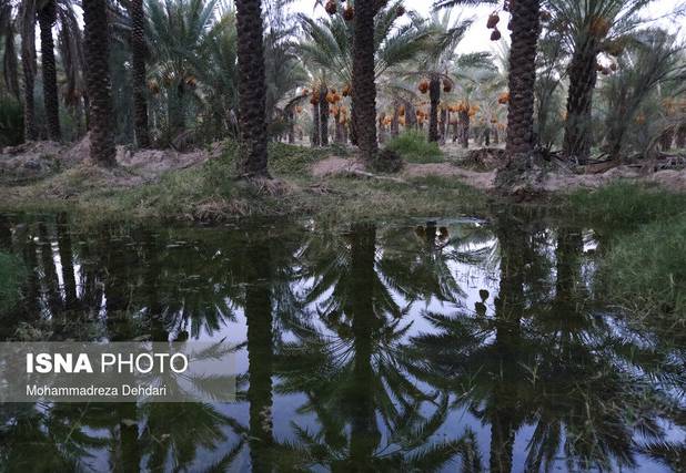 شبکه آبیاری دشتستان اولویت‌دارترین طرح آب‌وخاک کشور است