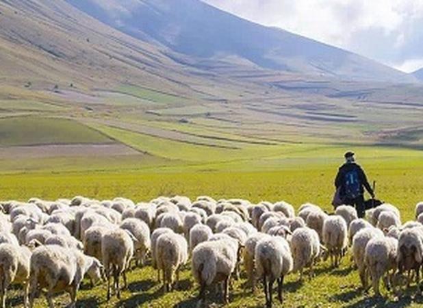 آقای وزیر! نه معلم، چوپان است نه بچه‌های ما گوسفند