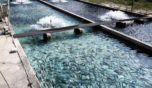 کلنگ‌زنی شهرک شیلاتی بوطاهری هندیجان با ظرفیت تولید ۱۲۰ هزار تن