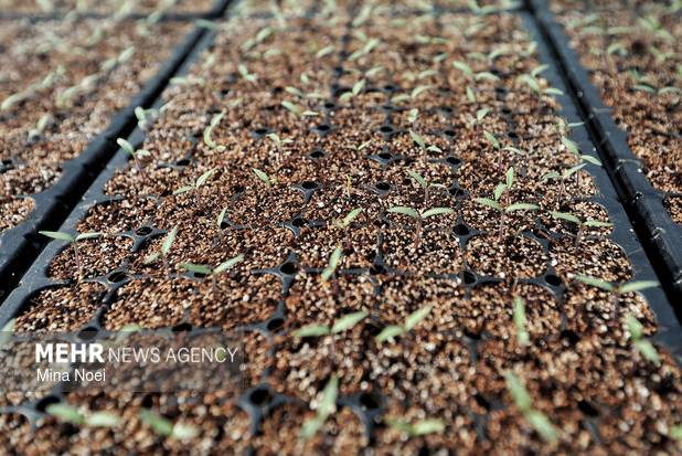 تفاهم‌نامه سه‌جانبه ساماندهی تولید، عرضه و تکمیل زنجیره نهال امضا شد