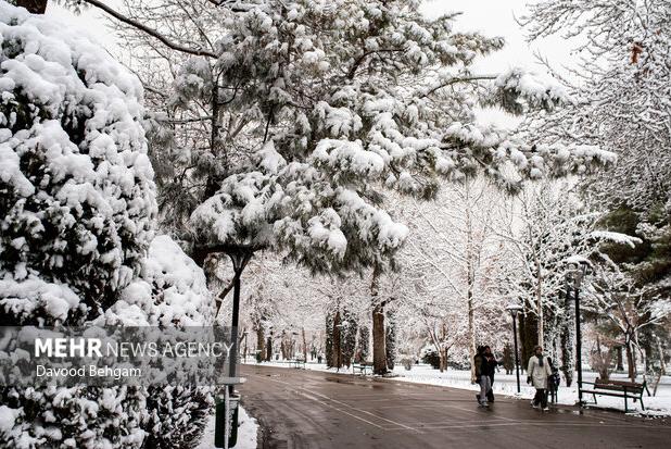 جمع‌آوری ۱۱۱ مورد درخت و سرشاخه سقوطی بر اثر بارش برف در مشهد