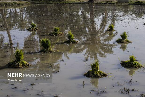 کشت برنج در استان ایلام ممنوع اعلام شد