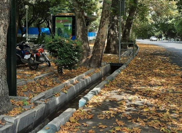 برگ‌ریزان پاییزی درختان تهران در تابستان به دلیل گرمای شدید و آلودگی هوا