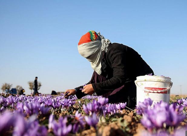 خرید بیش از ۱۲هزارکیلوگرم زعفران در خراسان رضوی