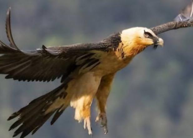 «هما» نماد شکوه طبیعت در صیدوا