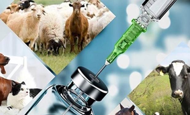 تامین امنیت غذایی در سه حوزه کاربردی بهداشت دام