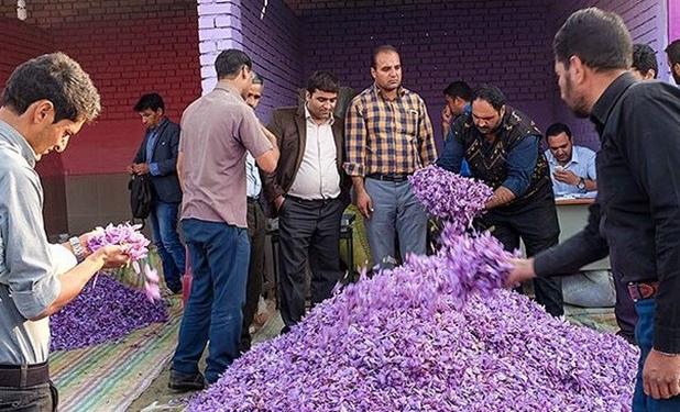 سود طلای سرخ ایران بنام کشاورزان ، در جیب سوداگران!