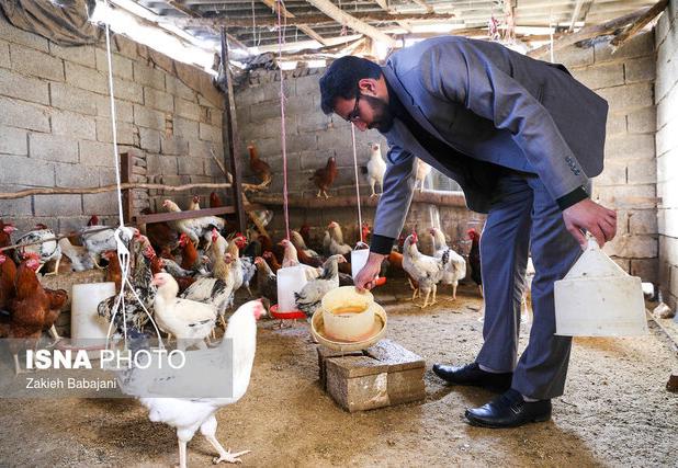 پیشگیری از طریق آموزش، بهترین راه مقابله با بیماری‌های حاد پرندگان و طیور