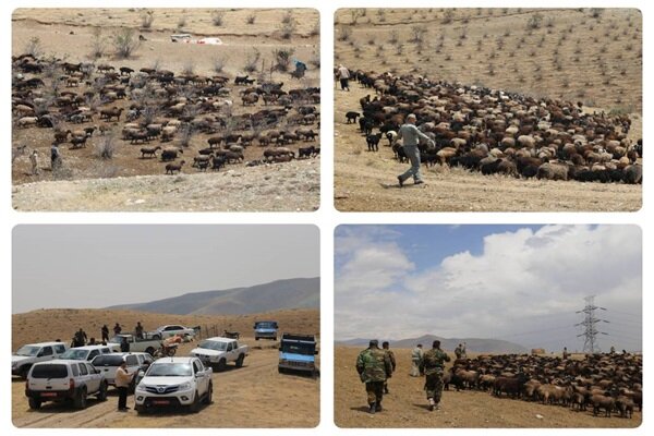 پاکسازی دام‌های غیرمجاز از پارک ملی خجیر