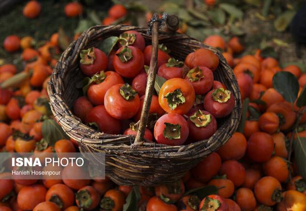 پیش‌بینی تولید ۳۵۰۰ تن خرمالو در فارس/ سهم ۱۰ درصدی تولید این محصول در کشور