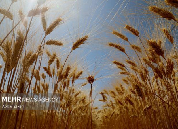 برداشت گندم در سطح ۱۳ هزار هکتار از اراضی مهران آغاز شد
