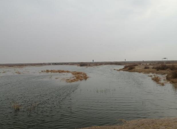 بازگشت حیات به تالاب صالحیه با آغاز آبگیری زمستانه