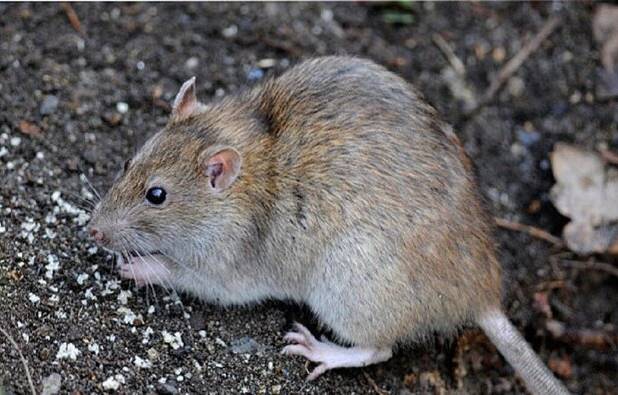 استانداردسازی روش‌های کنترل حیوانات شهری در تهران