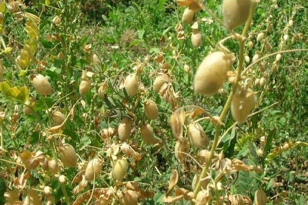 مبارزه بیولوژیک با آفات در ۵۰۰ هکتار از مزارع نخود سلسله