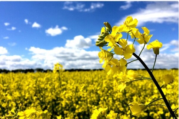 ۱۲۰۰ تُن کلزا در ساری خریداری شده است