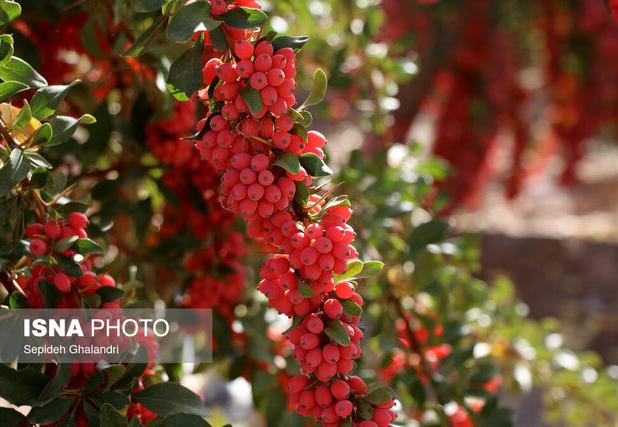 زرشک خراسان جنوبی؛ داروخانه‌ای طبیعی با ۹۸ درصد تولید جهانی