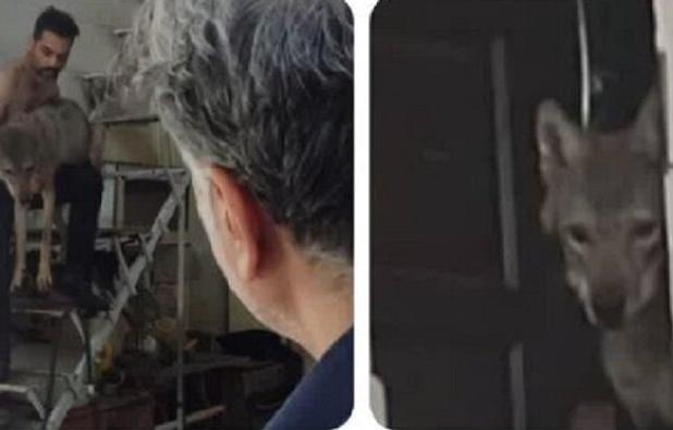 نگهداری گرگ در مغازه‌ای در کرج