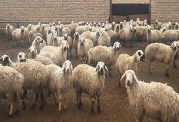 آمیخته‌گری بی‌ضابطه تهدیدی برای نژادهای بومی