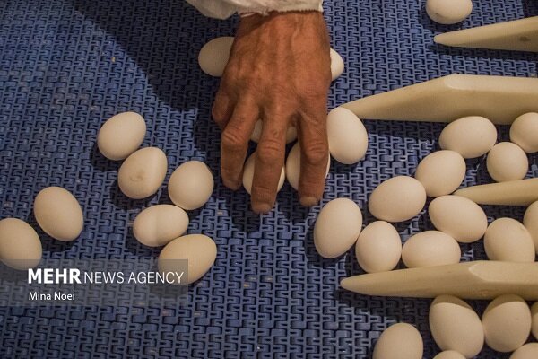 نوسان قیمتی بازار تخم‌مرغ روزانه شد