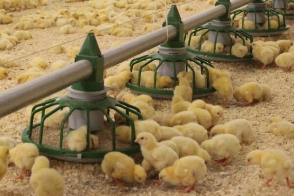 تلاش برای رفع مشکلات مرغداران سمنان؛ افزایش نرخ خرید تضمینی مرغ