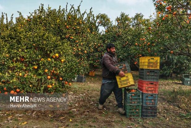 وجود ۴۰۰ هکتار اراضی باغی و کشاورزی موقوفه در مازندران