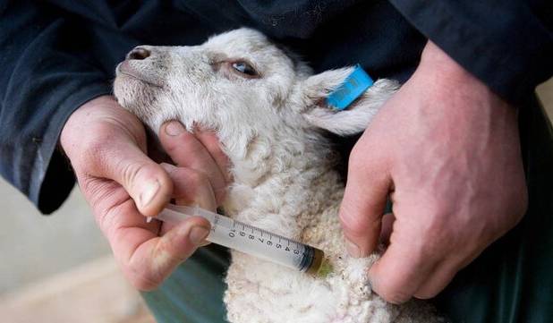 بیش از ۶.۶ میلیون نوبت واکسیناسیون دام در کردستان انجام شد