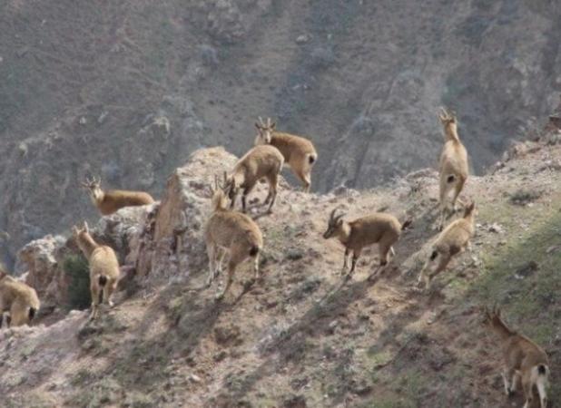 کاهش بارش‌ها تهدیدی برای گونه‌های در معرض خطر استان مرکزی