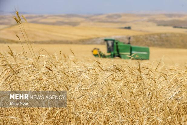 بیش از ۸۰۰ هزار تن گندم مازاد بر نیاز  کشاورزان خریداری شد