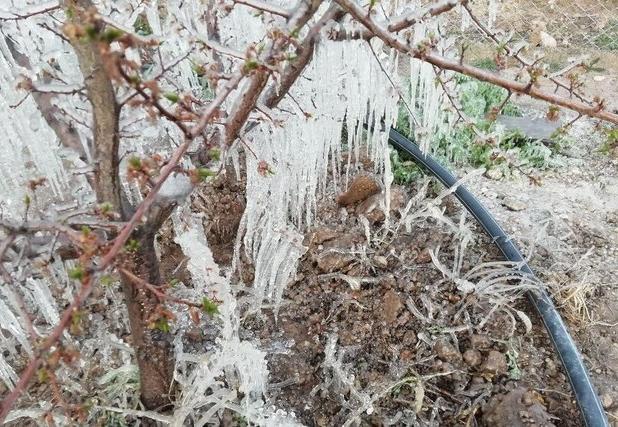 هشدار هواشناسی درباره سرمازدگی محصولات کشاورزی در جنوب استان کرمان