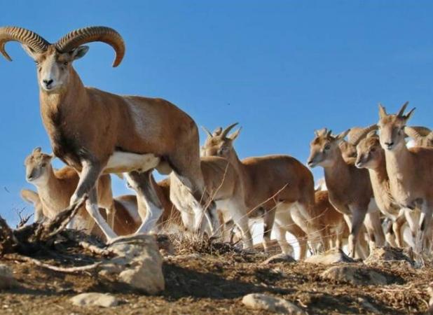 تصاویری زیبا از کل و بز وحشی
