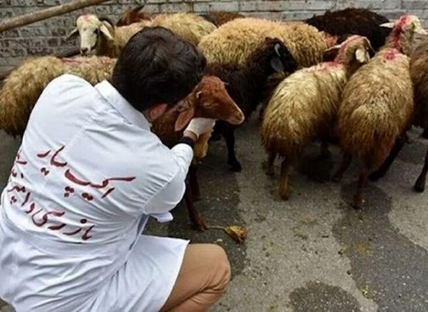 آماده باش ۶۶ اکیپ دامپزشکی در آذربایجان غربی همزمان با عید قربان