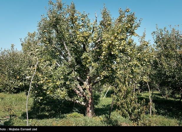 ارتقای سلامت عمومی با استفاده از کمپوست در کشاورزی