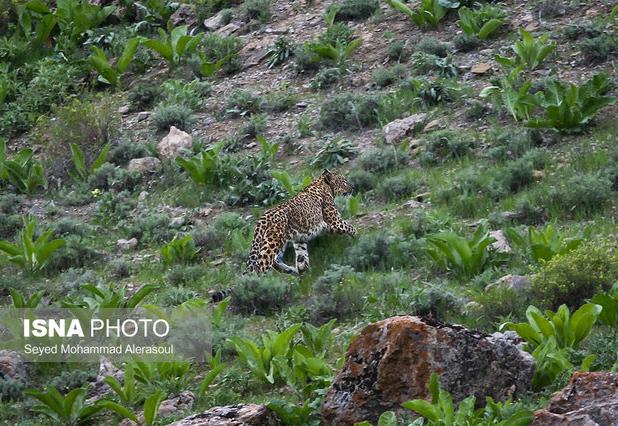 معاون محیط زیست خراسان‌رضوی: زندگی آزاد در شرایط کاملا طبیعی، از مهم‌ترین حقوق حیوانات است