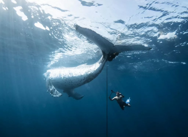 لحظه نفس‌گیر نجات نهنگ گوژپشت برنده جایزه شد