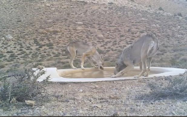 ۴ قلاده گرگ خاکستری میهمانان پارک ملی صیدوا