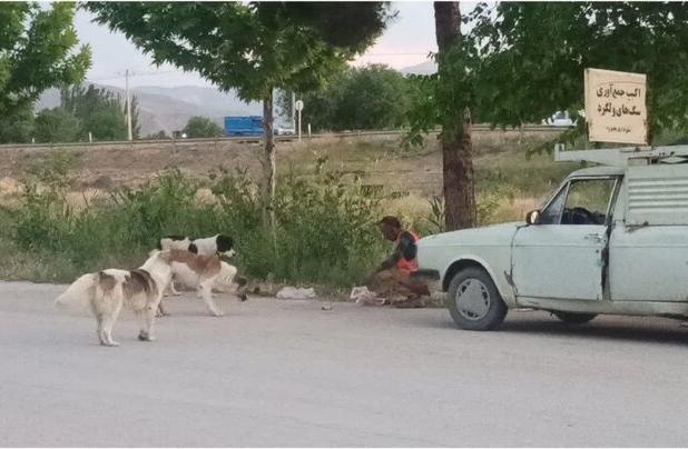 ماهیانه ۲۰۰ سگ ولگرد در بجنورد جمع‌آوری می‌شود