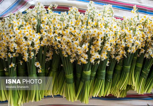 جشنواره گل نرگس کازرون؛ نمادی از زیبایی و تنوع فرهنگی