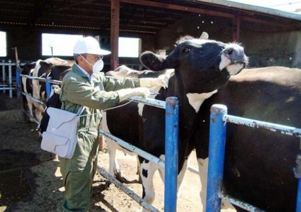 مدیرکل دامپزشکی اصفهان: قدرت سرایت تب برفکی ۵ برابر کرونا است