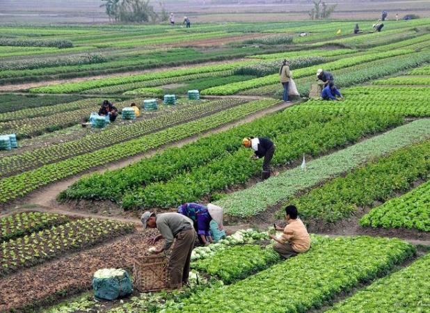 امنیت پایدار غذایی در گرو اصلاح الگوی کشت و کشت قراردادی