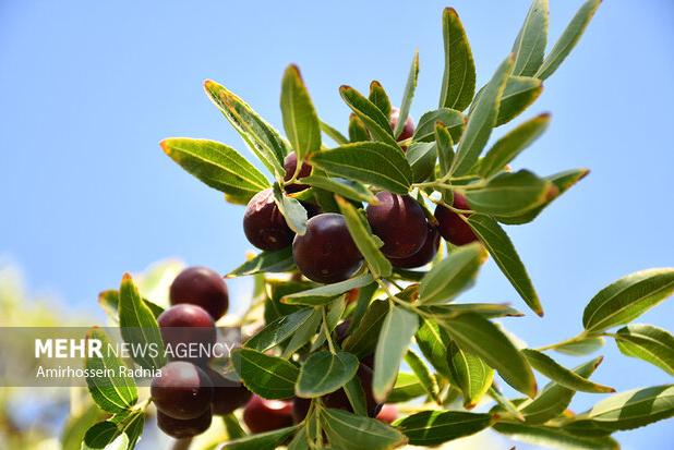 ۲۶۵۰ هکتار از اراضی خوسف زیر کشت عناب؛ برداشت آغاز شد